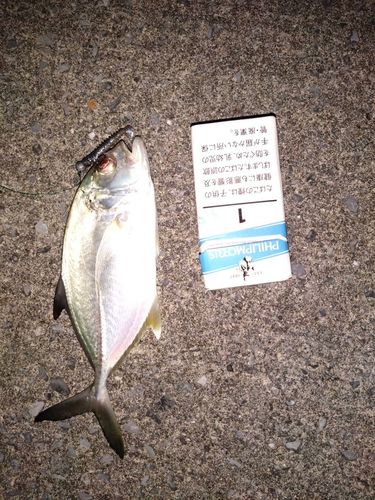 ギンガメアジの釣果