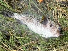 ハリセンボンの釣果