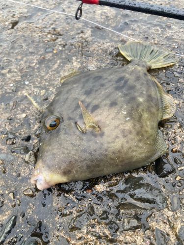 カワハギの釣果