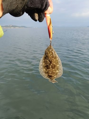 マゴチの釣果