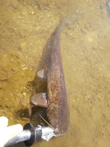 マナマズの釣果