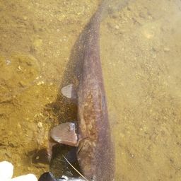 マナマズ