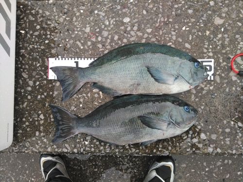 メジナの釣果