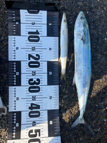 サゴシの釣果