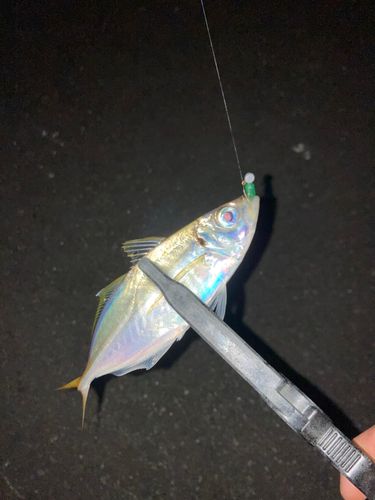 博多湾