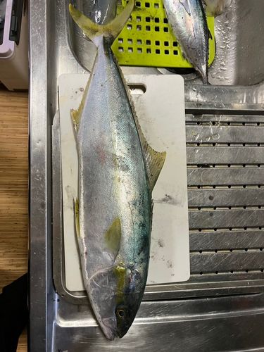 ヒラマサの釣果