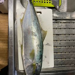 ヒラマサ