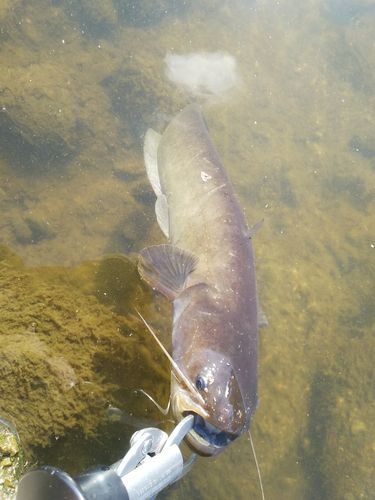 マナマズの釣果