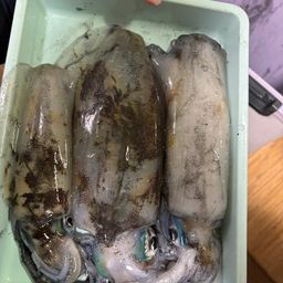 アオリイカ