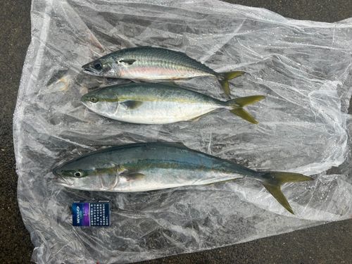 三陸海岸（岩手）