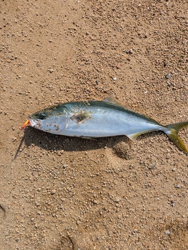 しまなみ海道
