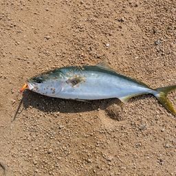 ハマチ