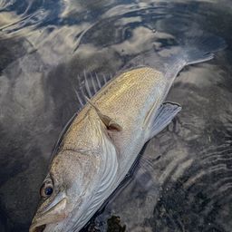 シーバス