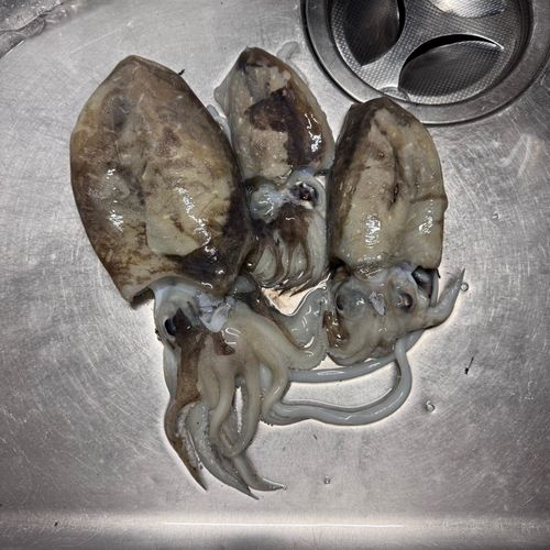 モンゴウイカの釣果