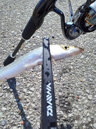 カマスの釣果