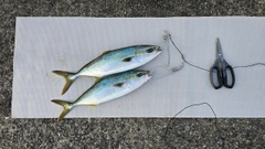 ツバスの釣果
