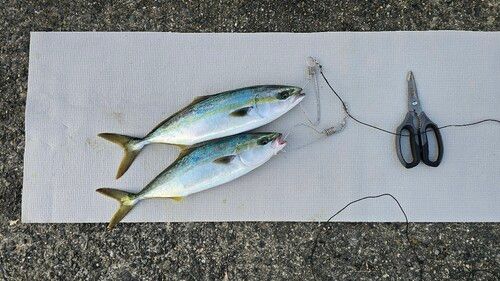ツバスの釣果