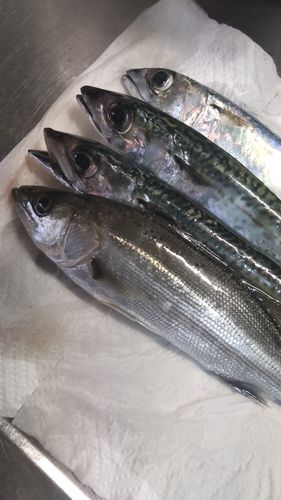 サバの釣果