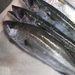 サバ