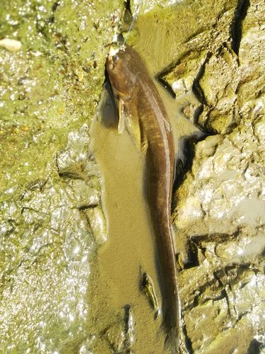 マナマズの釣果
