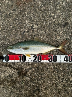 ハマチの釣果