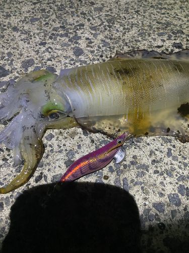 アオリイカの釣果