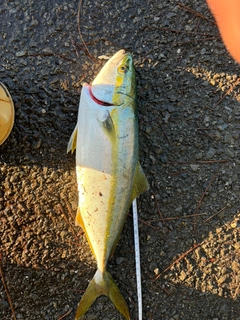 イナダの釣果