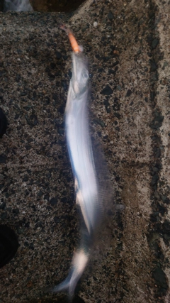 タチウオの釣果