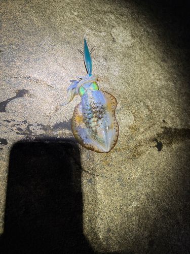 越前海岸