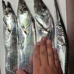 タチウオ