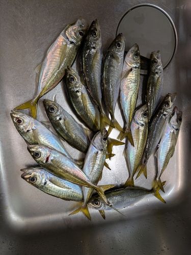 アジの釣果