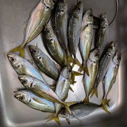 アジ