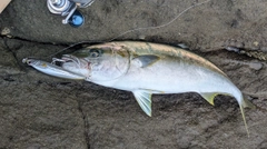 ヒラマサの釣果