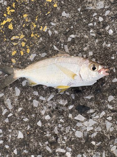 クロサギの釣果