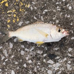 クロサギ