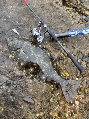 ヒラメの釣果