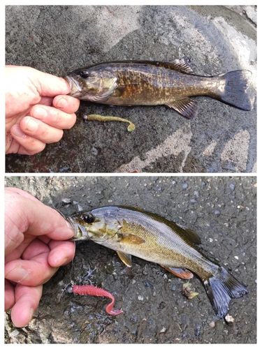 スモールマウスバスの釣果