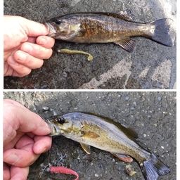 スモールマウスバス