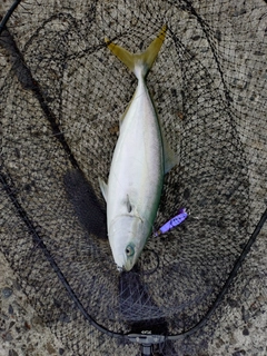 ヤズの釣果