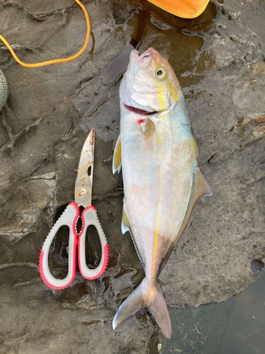 ショゴの釣果