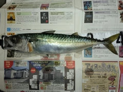 サバの釣果