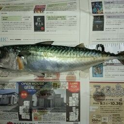 サバ