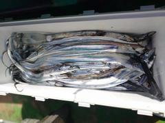 タチウオの釣果
