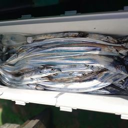 タチウオ