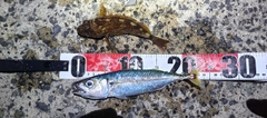 サバの釣果