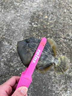 カワハギの釣果