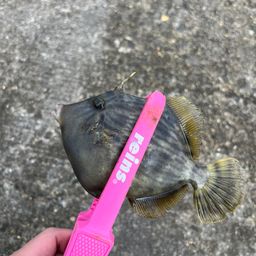 カワハギ