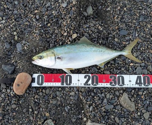 イナダの釣果