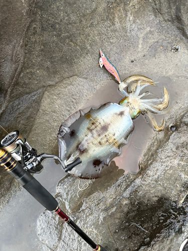 アオリイカの釣果