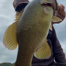 スモールマウスバス